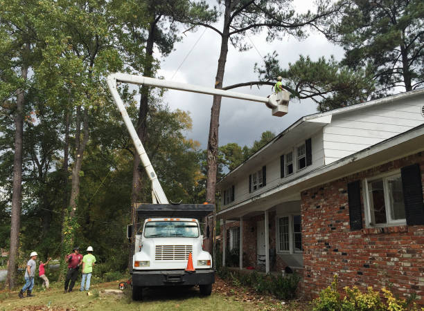 Best Utility Line Clearance  in Onset, MA