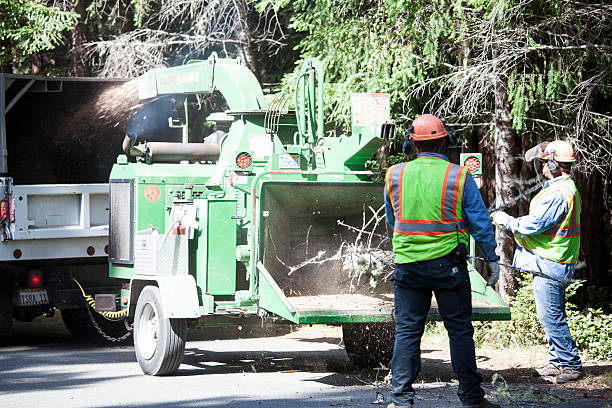 How Our Tree Care Process Works  in  Onset, MA